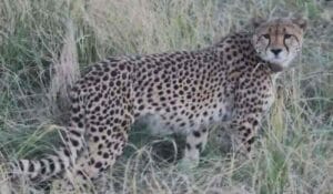 آزاد کشمیر،24 گھنٹوں میں تیندوے کا دوسرا حملہ