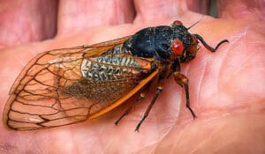 سائنسدانوں نے برین کنٹرولر کیساتھ دنیا کی پہلی سائبورگ مکھی بنا لی