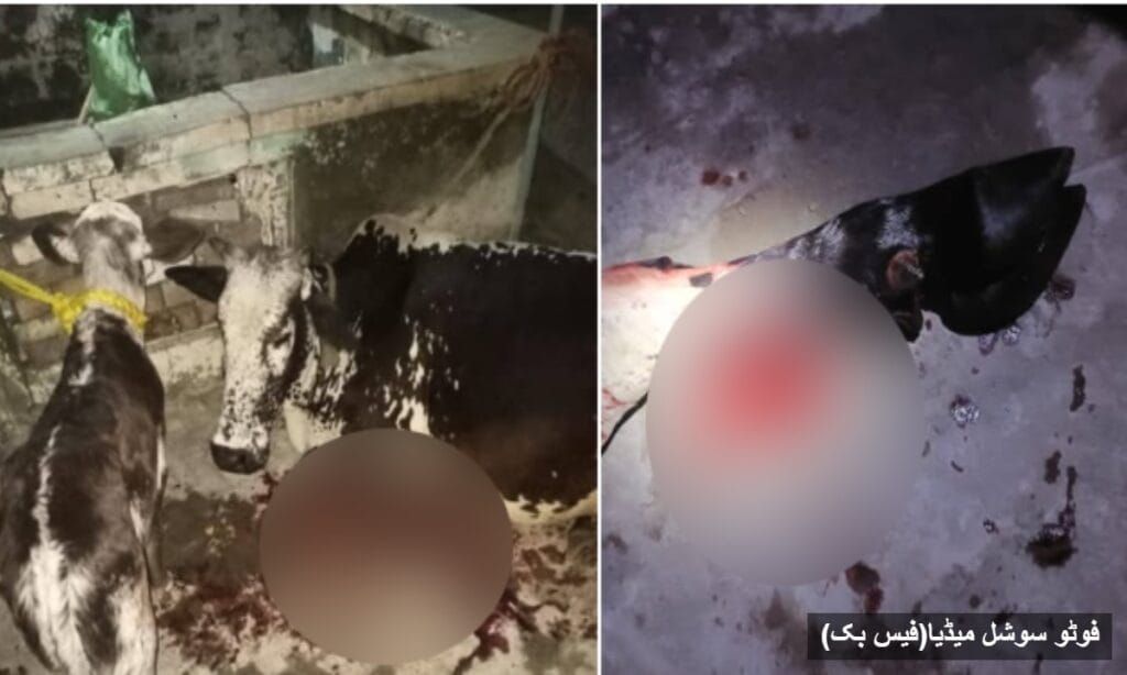 بااثر زمیندار نے کلہاڑی سے گائے کی ٹانگ کاٹ دی،مقدمہ درج