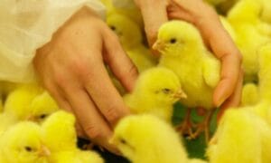 ایک دن کے چوزے پرکتناٹیکس ہے؟