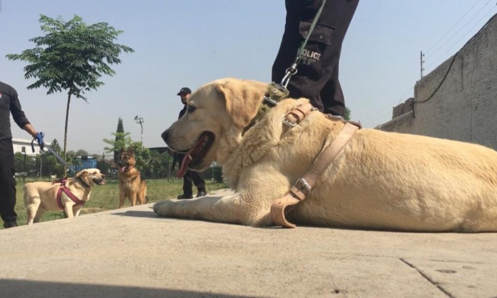 کھوجی کتوں کی مدد سے چور پکڑنے گئی ٹیم خود اغوا