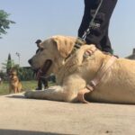 کھوجی کتوں کی مدد سے چور پکڑنے گئی ٹیم خود اغوا