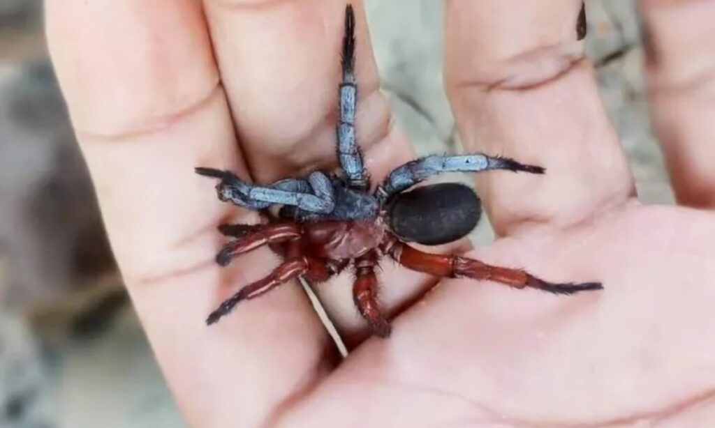 تھائی لینڈ،خواجہ سرا مکڑی کی دریافت