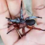 تھائی لینڈ،خواجہ سرا مکڑی کی دریافت