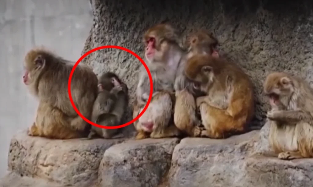 لاوارث مکاک بندر کو سہارا مل گیا 1 لاوارث مکاک بندر کو سہارا مل گیا