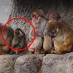 لاوارث مکاک بندر کو سہارا مل گیا