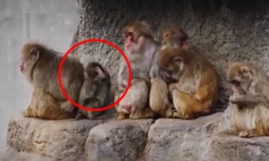 لاوارث مکاک بندر کو سہارا مل گیا