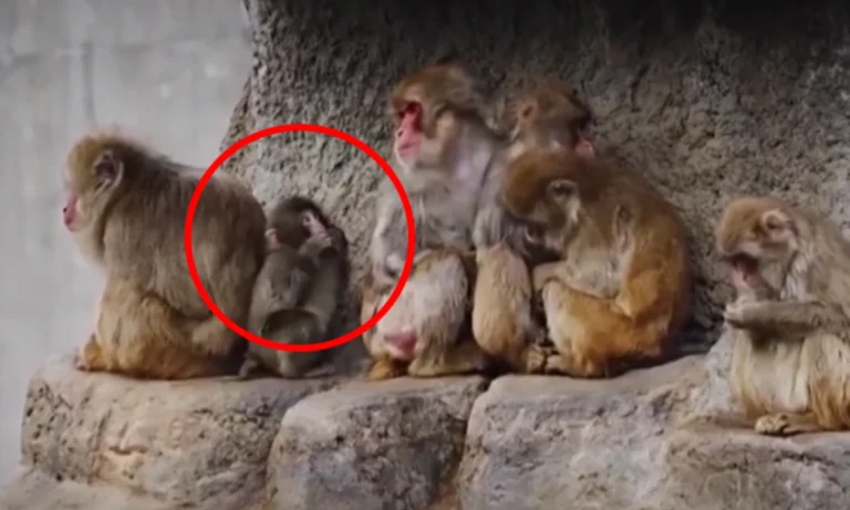 لاوارث مکاک بندر کو سہارا مل گیا