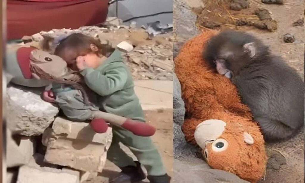 غزہ کے بچی پر خاموشی،ماں سے جدا بندر پر آنسو؟