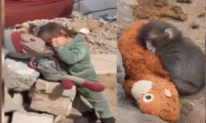 غزہ کے بچی پر خاموشی،ماں سے جدا بندر پر آنسو؟